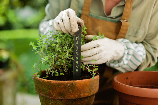 Close up of gardener putting chalkboard label with plant name in pot