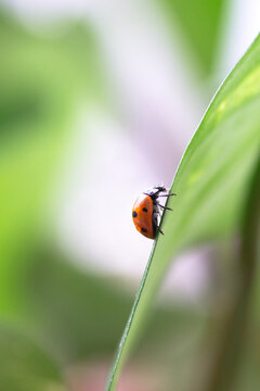 Ladybug climbing a leaf