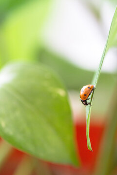 Ladybug on a leaf