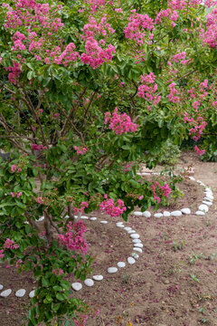 Lagerstroemia indica tree with pink flowers in a garden
