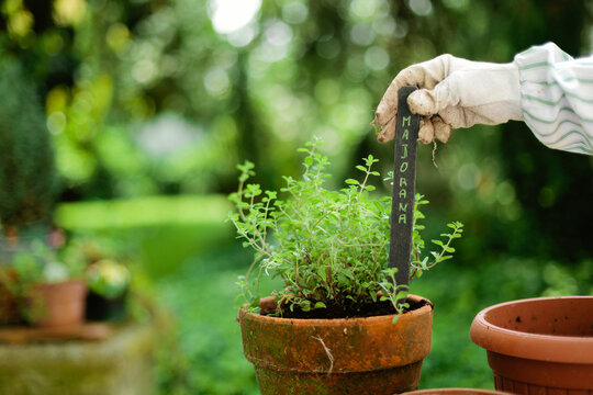 Detail of hand putting marjoram tag inside pot