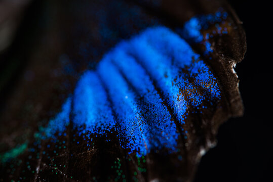butterfly wing texture macro