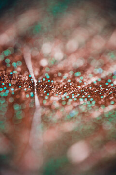 butterfly wing macro