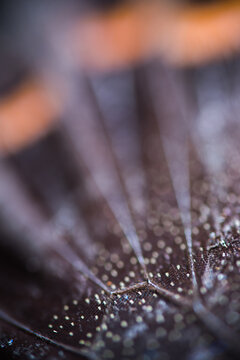 butterfly wing texture macro