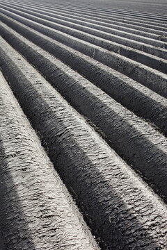 Rows of elevated soil with planted potatoes