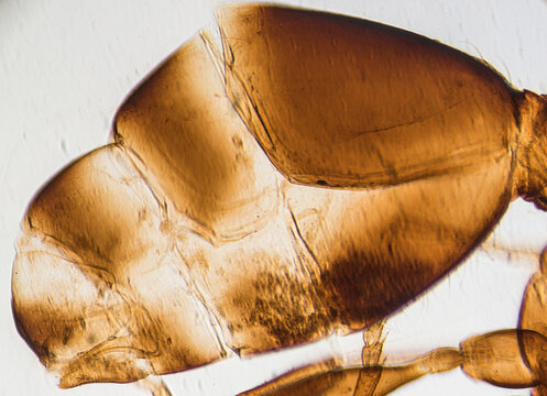 insect ant abdomen light micrograph