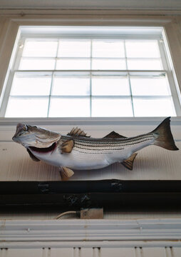 Stuffed and mounted trophy fish below window