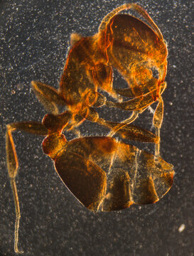 insect ant light micrograph