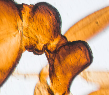 insect ant abdomen light micrograph