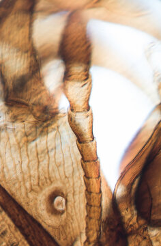 insect ant antenna,light micrograph