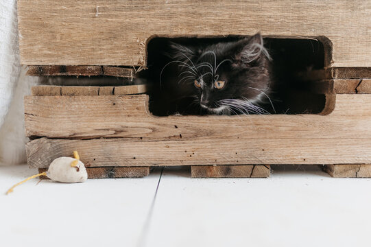 cat and mouse