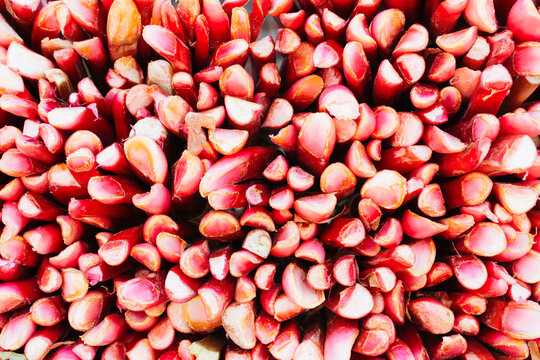 Freshly cut rhubarb stalks