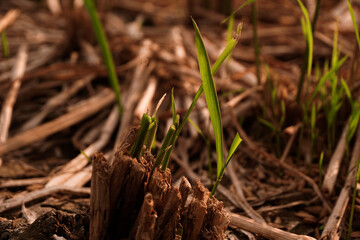 rice plant grew on Dry and cracked soil after harvesting. Climate change concept, nature background