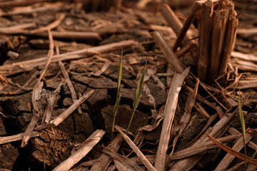 Dry and cracked soil after harvesting. Climate change concept, nature background