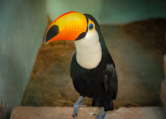 Toucan raised in semi-captivity