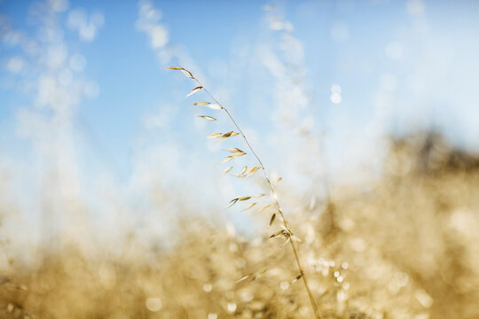 Single oat branch in a blurry field