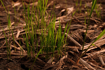 Dry soil after harvesting with grown rice. Climate change concept, nature background