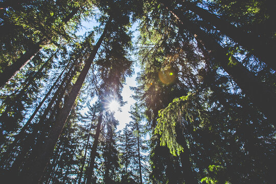 Pine trees in the forest