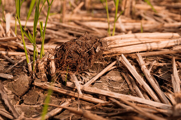 Dry and cracked soil after harvesting. Climate change concept, nature background