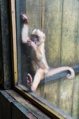 Mono en cautiverio