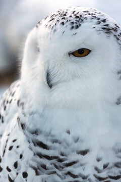 Snowy Owl