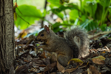 Naklejka na ściany i meble one cute brown squirrel sitting on fall leaves filled ground by the tree eating a green fruit on its paws
