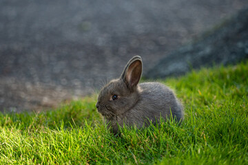 side portrait of one cute grey bunny eating on the green grass field 
