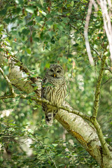 a beautiful barred owl resting on a thin branch behind tree in the forest