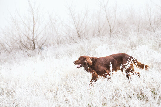 Dog walking