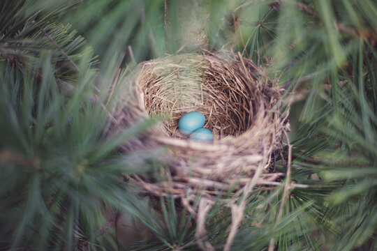 Robin's Nest With Eggs