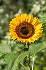close up of a yellow sunflower with  an almost perfect shape blooming under the sun in the garden