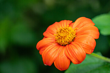close up of a beautiful orange zinnia flower blooming under the sun with blurry green background