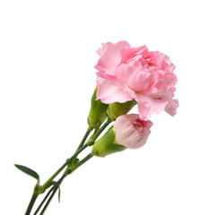Fototapeta premium the long stem carnations gift on white
