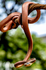 Black-headed cat snake is hanging on the brach tree