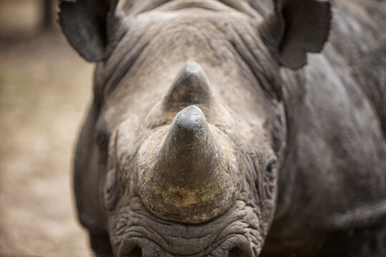 Rhino Straight On