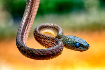 black-headed cat  snake in close up