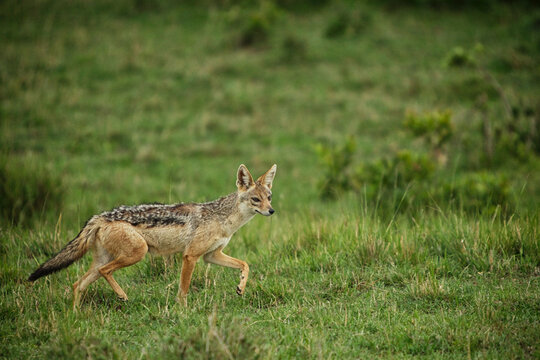 african silver back fox