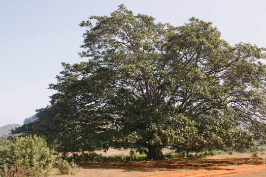 Burmese Tree