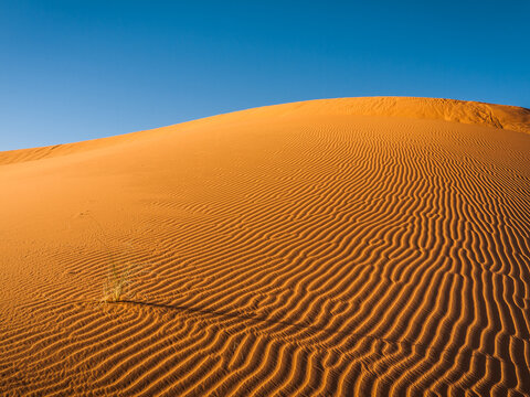 Lonely Plant among Desert Sand Dunes