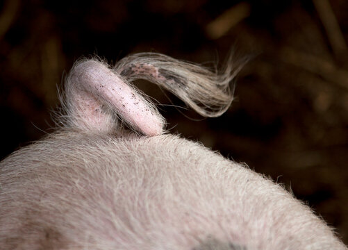 Pig with a curly tail