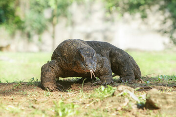 Obraz premium Komodo dragon on grass