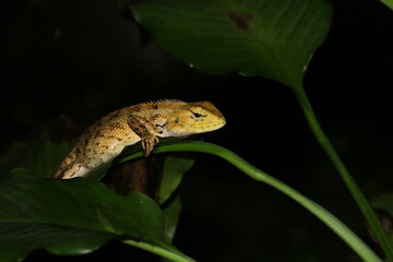 lizard on a tree