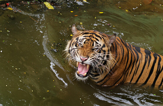 tiger in water