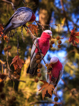 Gallah on the tree. Beautiful Australian parrot.