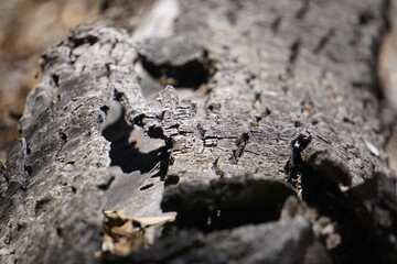 bark on old tree