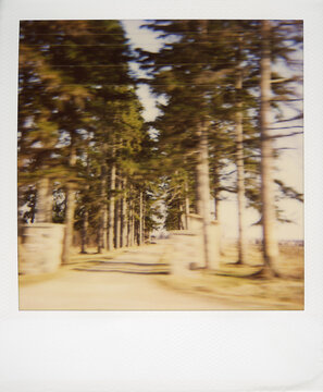 A row of trees lines a country driveway