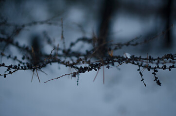 Fototapeta na wymiar snow on branches