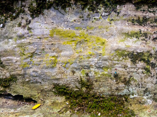 moss of various colors forms a pattern on an old wall