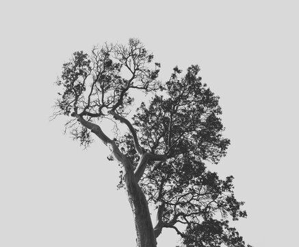 Silhouette of arbutus tree on white sky