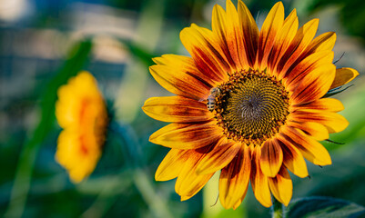 Honey bee collecting pollen from Ring of Fire Sunflower against a colorful background on a beautiful summer evening  at a garden in Southern Oregon